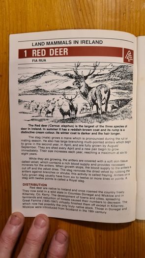 Land Mammals In Ireland. Issued By Forest And Wildlife Service. Leesonane Dublin. Booklet.1986.
