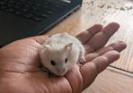 Dwarf hamster
