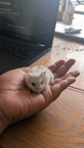 Dwarf hamster
