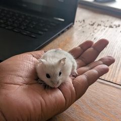 Dwarf hamster
