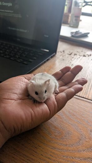 Dwarf hamster