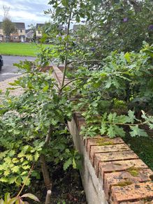 Oak tree 8 years old