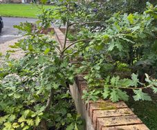 Oak tree 8 years old