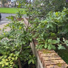 Oak tree 8 years old