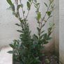 bay tree/plant Image 2