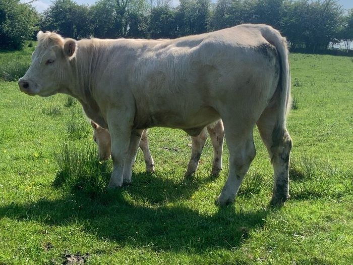 Purebred registered charlaois cow and calf