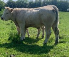 Purebred registered charlaois cow and calf