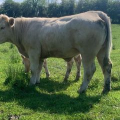 Purebred registered charlaois cow and calf
