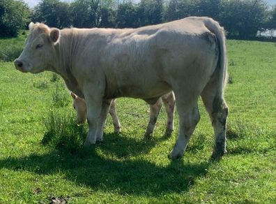 Purebred registered charlaois cow and calf