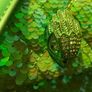 Kurt Geiger Sequin Kensington Medium Handbag in Green Image 5