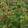 Everbearing Raspberry Canes available from February 2026 Image 3