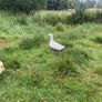3 Aylesbury Ducks Image 3