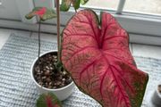 Caladium Brandywine