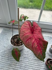 Caladium Brandywine