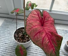 Caladium Brandywine