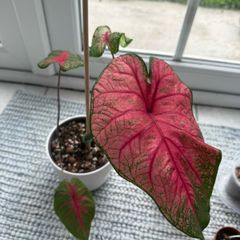 Caladium Brandywine