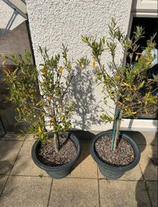 Olive Trees x 2