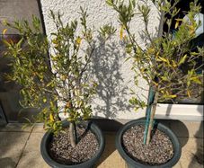 Olive Trees x 2