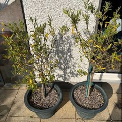 Olive Trees x 2