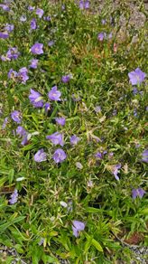 Tall Blue Campanula Plants