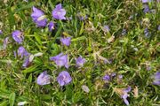 Tall Blue Campanula Plants