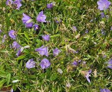 Tall Blue Campanula Plants