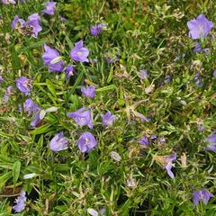 Tall Blue Campanula Plants
