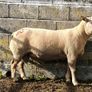 Charlaois rams Image 5