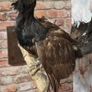 Taxidermy Capercaillie Image 2