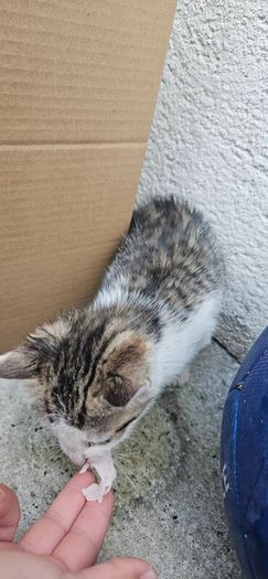 Adoption