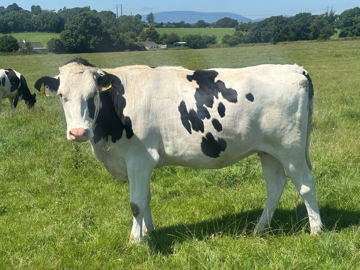 Autumn calving heifers for sale