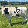Autumn calving heifers for sale Image 2