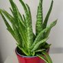 aloe vera plant Image 6