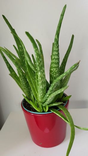 aloe vera plant