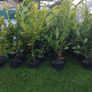 Cheap Instant 4 Foot Tall Laurel Hedge Image 2