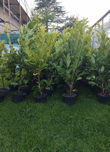 Cheap Instant 4 Foot Tall Laurel Hedge