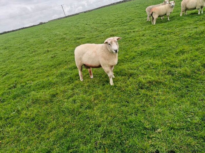 Pure bred Galway ram