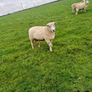 Pure bred Galway ram Image 2