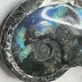Soldered Flashy Labradorite Ammonite Fossil Amulet Talisman Belcher Chain Necklace Image 2