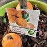 Orange tree Image 3