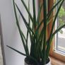 indoor plants Image 3
