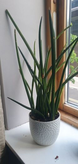indoor plants