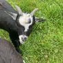 Pet pygmy kid goats Image 4