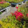 Grasses, Plants, Shrubs Image 10