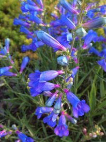 130 flowering plants to clear.