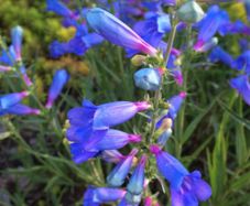 130 flowering plants to clear.