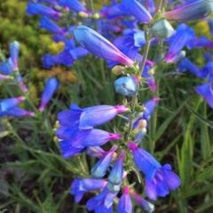 130 flowering plants to clear.