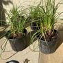 Luzula Nivea Plants Image 4