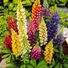 Lupin