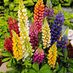 Lupin